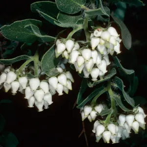 Arctostaphylos viridissima, Island Section, Santa Barbara Botanic Garden
