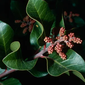 Rhus ovata, Santa Barbara Botanic Garden