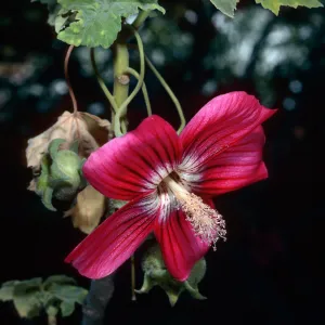 Lavatera assurgentiflora assurgentiflora, Acc. #65-71, Santa Barbara Botanic Garden