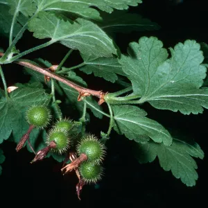 Ribes thacherianum, Santa Barbara Botanic Garden