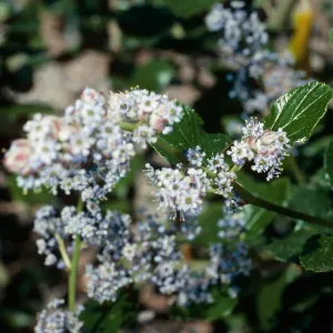 Ceanothus arboreus, Island Section, Santa Barbara Botanic Garden