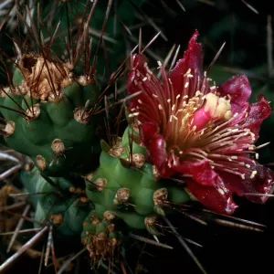 Opuntia prolifera, Santa Barbara Botanic Garden