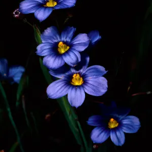 Sisyrinchium bellum, Island Section, Santa Barbara Botanic Garden