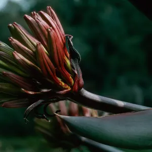 Agave shawii, Santa Barbara Botanic Garden