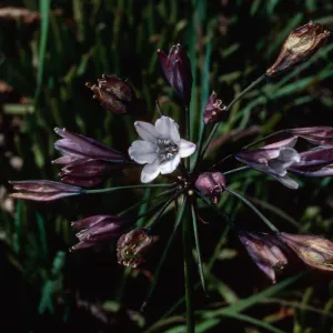 Triteleia clementina, Island Section, Santa Barbara Botanic Garden