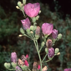 Malacothamhus, Santa Barbara Botanic Garden