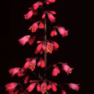 Heuchera, Santa Barbara Botanic Garden