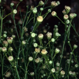 Baccharis malibuensis, Campbell Trail, Santa Barbara Botanic Garden