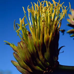 Agave shawii, Santa Barbara Botanic Garden