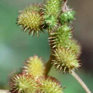 Xanthium strumarium, Santa Ynez River, Santa Barbara County