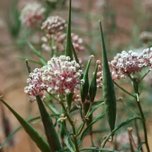 Asclepias fascicularis, Malibu Creek State Park, Los Angeles County