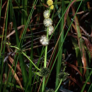 Sparganium, La Purissima Mission, Santa Barbara County