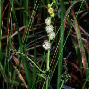 Sparganium, La Purissima Mission, Santa Barbara County