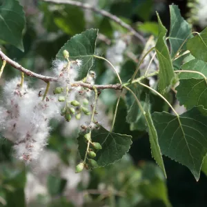 Populus fremontii, Paradise Road, Los Padres National Forest, Santa Barbara County