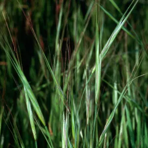 Bromus diandrus, Calle Poniente, Santa Barbara 