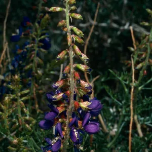 Dalea fremontii or Psorothamnus fremontii, Red Rock Canyon, Los Angeles County