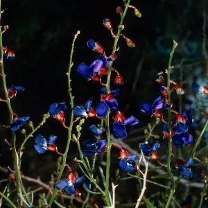 Dalea fremontii, Box Canyon, Coachella Valley, Mecca Hills, Riverside County