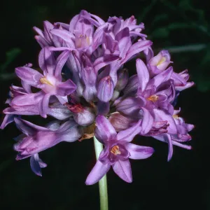 Brodiaea multiflora, UC Berkeley Botanic Garden, 56-1043, from Pulga Bridge, Butte County