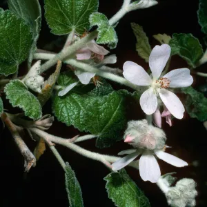 Malacothamnus clementinus