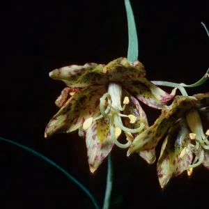 Fritillaria ojaiensis, Nineteen Oaks Trail, Santa Ynez Valley, Santa Barbara County
