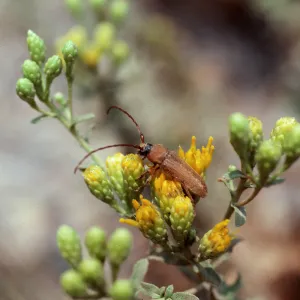 Long-Horned beetle on Haplopappus squarrosus, Malibu Creek State Park, Los Angeles County