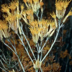 Chrysothamnus nauseosus, Ozena Camp, Los Padres National Forest, Santa Barbara County