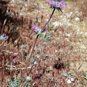Salvia carduacea (Thistle Sage), Backus Road on way to Mojave, Kern County