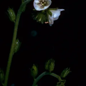 Phacelia viscida albiflora, Tunnel Road, Santa Barbara County