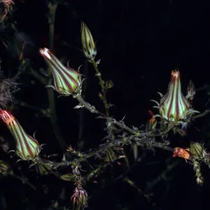 Rafinesquia californica, Tunnel Road, Santa Barbara County