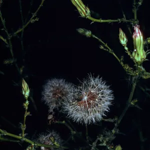 Rafinesquia californica, Tunnel Road, Santa Barbara County