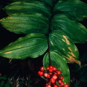 Smilacina, Big Creek Reserve, UC Santa Cruz Natural Reserve, Monterey County