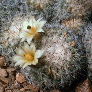 Mammillaria neopalmeri, Northwest side, near lighthouse, West San Benito Island
