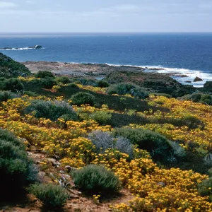 Hemizonia streetsii, West San Benito Island