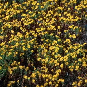 Hemizonia streetsii, West San Benito Island