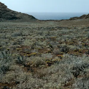 outer islet, Guadalupe Island