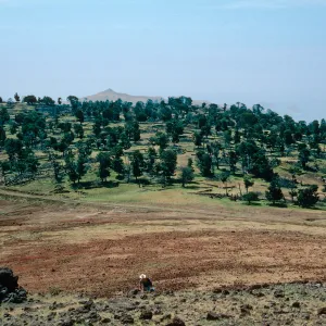 Cypress grove from Mount Augusta, Guadalupe Island