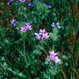 Gilia nevinii, East side of Cypress grove, Guadalupe Island
