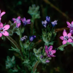 Gilia nevinii, East side of Cypress grove, Guadalupe Island