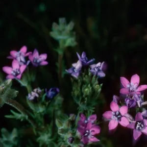 Gilia nevinii, East side of Cypress grove, Guadalupe Island