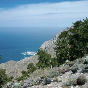 pines, West of head of CaÃ±ada De La Mina, Cedros Island