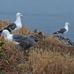 East Anancapa Island--Western gulls