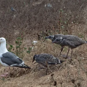 East Anancapa Island--Western gulls