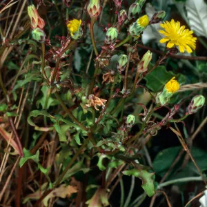 E. Anacapa Island--near lighthouse--Malacothrix foliosa ssp. crispifolia