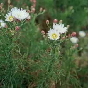 East Anacapa Island--near lighthouse--Malacothrix saxatilis implicata