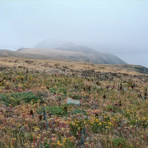 Middle Anacapa Island--terrace