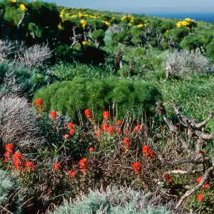 East Anacapa Island--W. of campground--Castilleja affinis