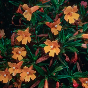 W. Anacapa Island--above head of Box Canyon--Diplacus parv. x longiflorus