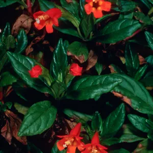 W. Anacapa Island--upper E fork of Summit Cyn.--Diplacus parviflorus