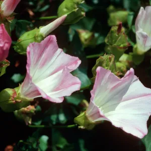 W. Anacapa Island--just E of W terrace--Calystegia macrostegia