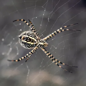 W Anacapa Island--Orb-weave spider